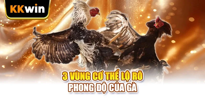 3 vùng cơ thể lộ rõ phong độ của gà
