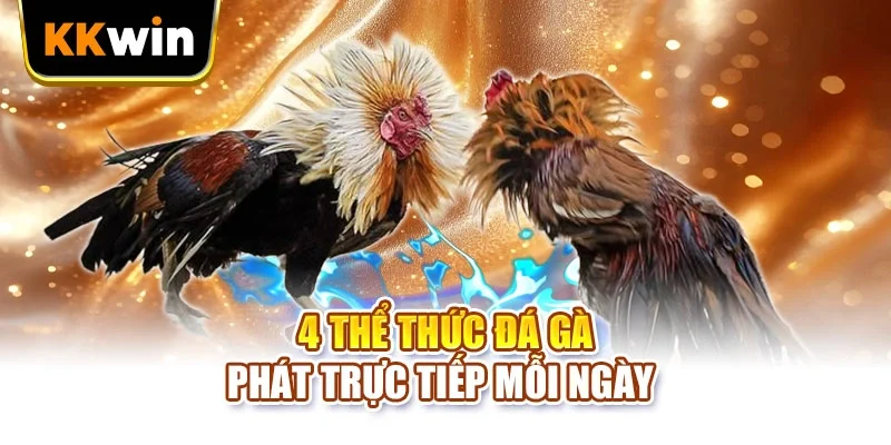 4 thể thức đá gà phát trực tiếp mỗi ngày