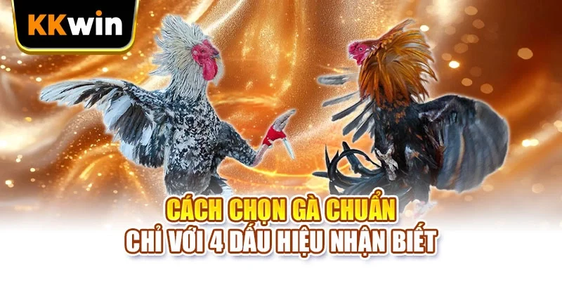 Cách chọn gà chuẩn chỉ với 4 dấu hiệu nhận biết