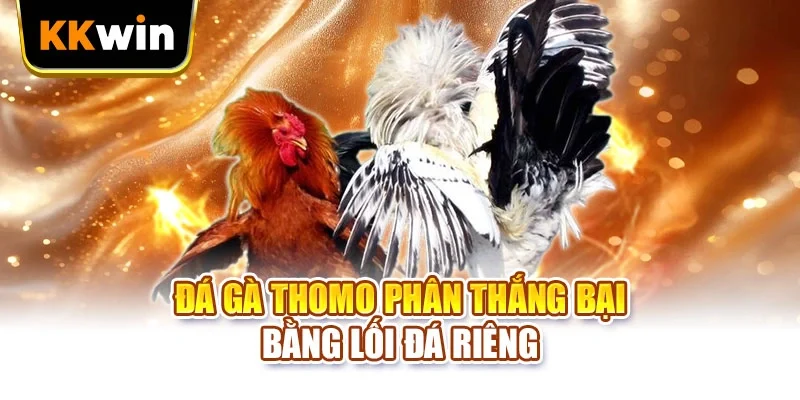 Đá gà Thomo phân thắng bại bằng lối đá riêng
