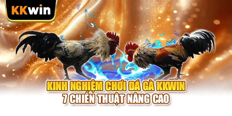 Kinh nghiệm chơi đá gà khi theo dõi trực tiếp